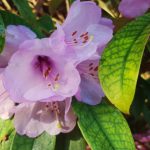 Rhododendron, Rhododendren, Blüte, Blüten, Rhododendronblüte, Rhododendronblüten