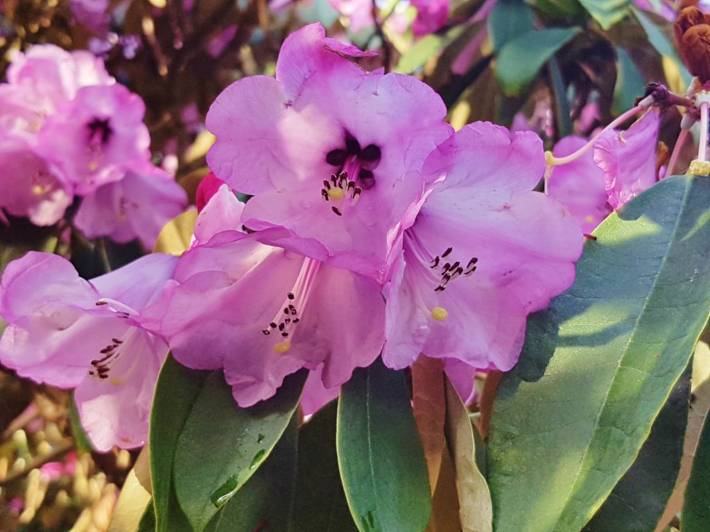 Rhododendron, Rhododendren, Blüte, Blüten, Rhododendronblüte, Rhododendronblüten