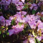 Rhododendron, Rhododendren, Blüte, Blüten, Rhododendronblüte, Rhododendronblüten