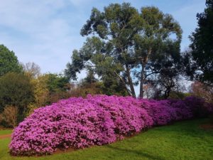 Rhododendron, Rhododendren, Blüte, Blüten, Rhododendronblüte, Rhododendronblüten