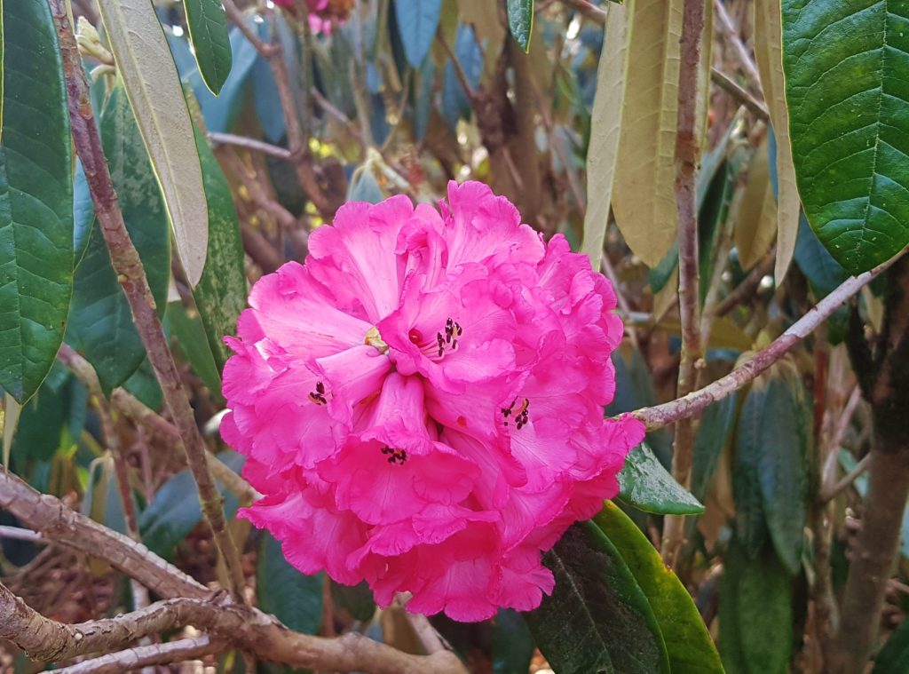 Rhododendron, Rhododendren, Blüte, Blüten, Rhododendronblüte, Rhododendronblüten