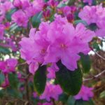 Rhododendron, Rhododendren, Blüte, Blüten, Rhododendronblüte, Rhododendronblüten