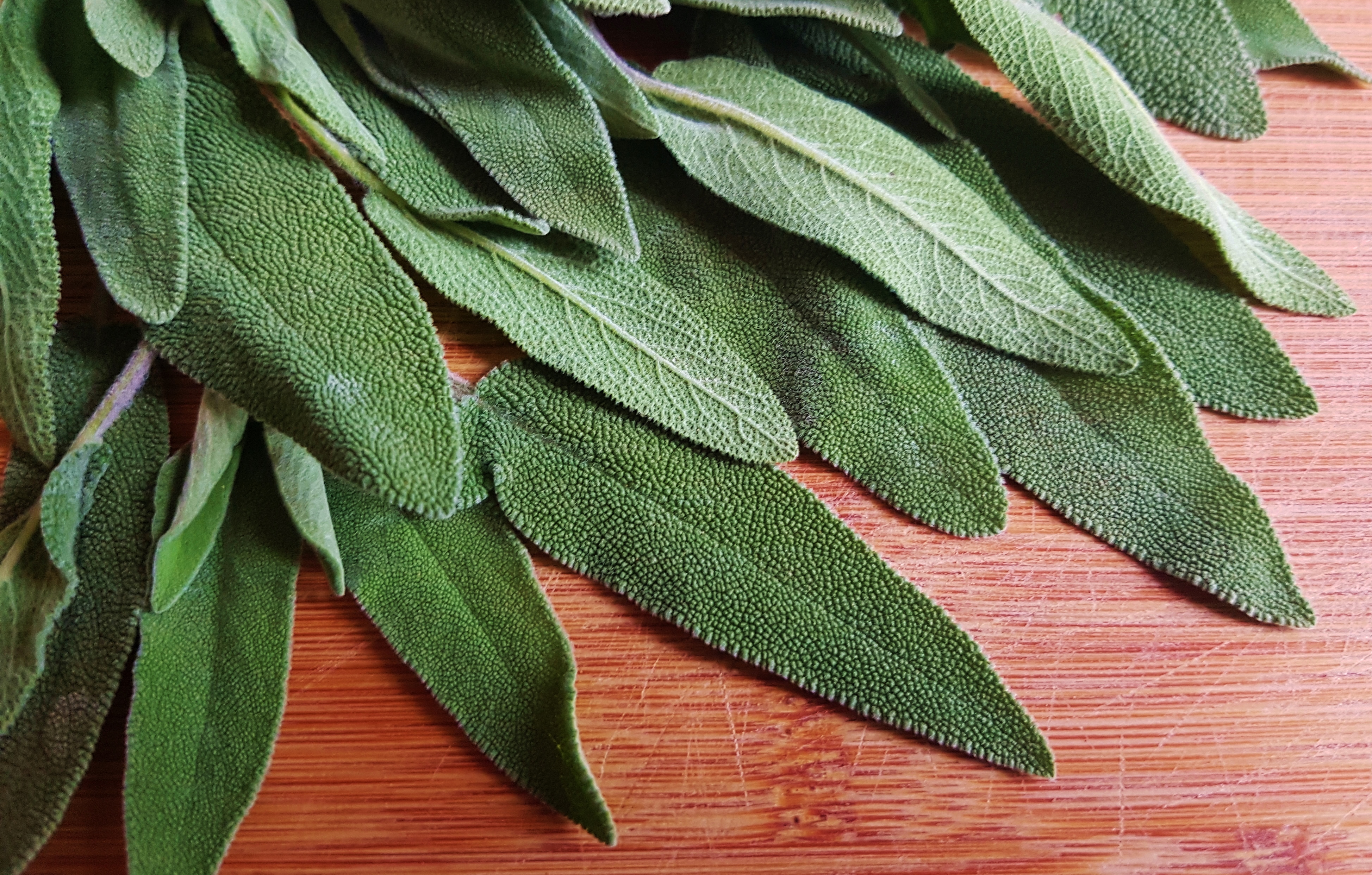 Salbei, Salvia, Salvia officinalis, Salbeiblätter
