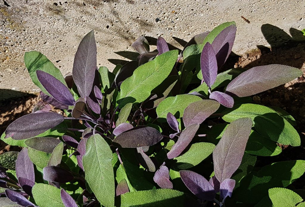 Salbei, Salvia, Salvia officinalis, Salbeiblätter
