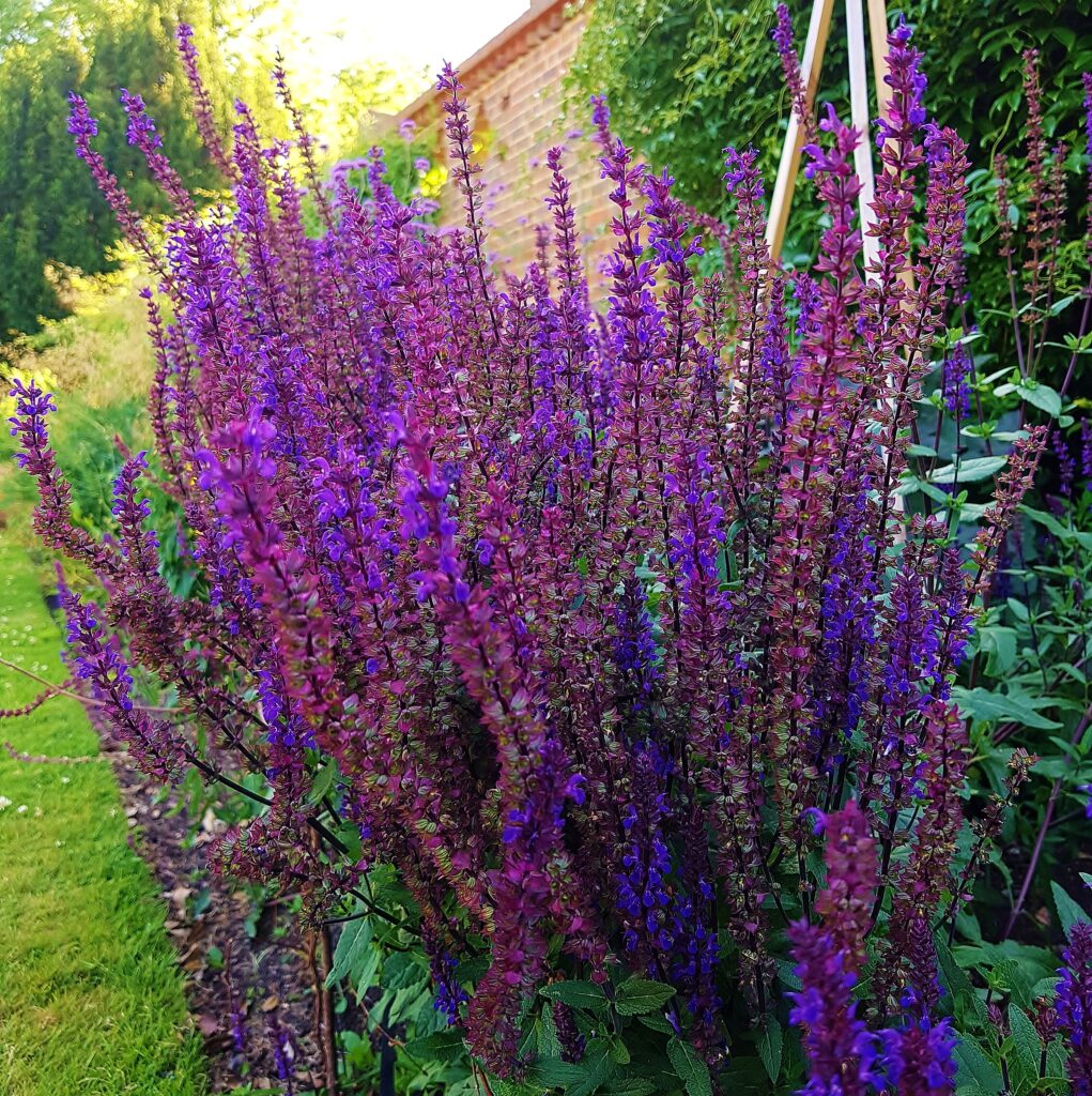 Hain-Salbei, Salbei, Salvia, Salvia nemorosa, Salbeiblüte, Salbeistrauch