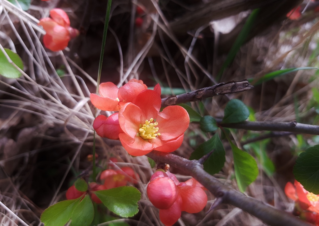 Zierquitte, Chaenomeles japonica