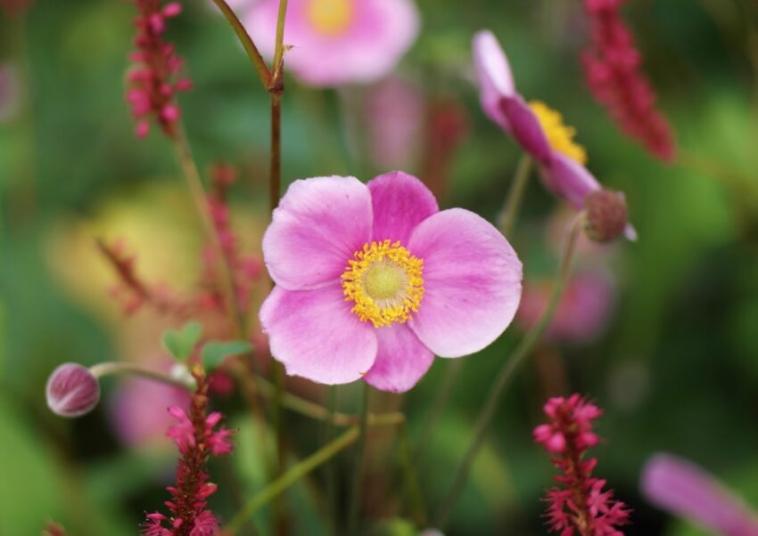 Anemone, Anemonen, Herbstanemone, Herbstanemonen, Windröschen, Anemone hupehensis