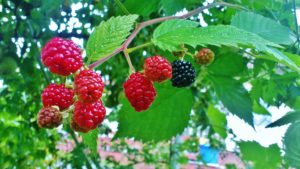 Brombeere, Brombeeren, Rubus sectio Rubus, Rubus, Brombeerstrauch