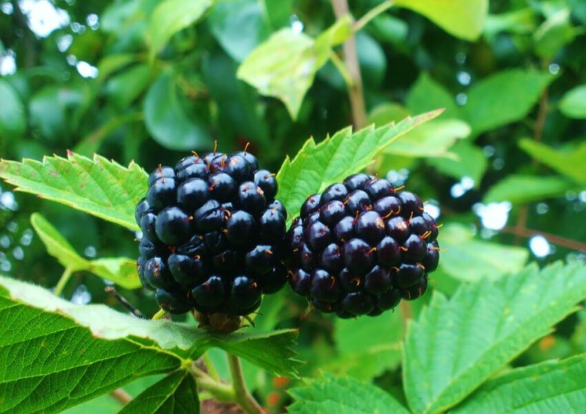 Brombeeren schneiden, Brombeere, Brombeeren, Rubus sectio Rubus, Rubus, Brombeerstrauch