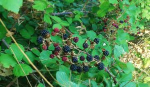 Brombeere, Brombeeren, Rubus sectio Rubus, Rubus, Brombeerstrauch