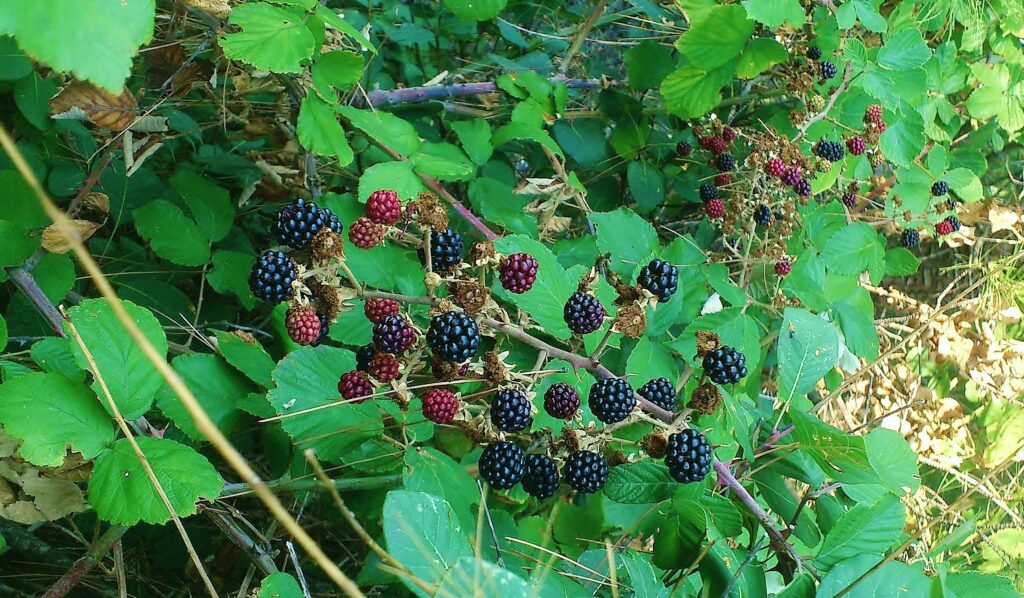 Brombeere, Brombeeren, Rubus sectio Rubus, Rubus, Brombeerstrauch, Brombeeren schneiden
