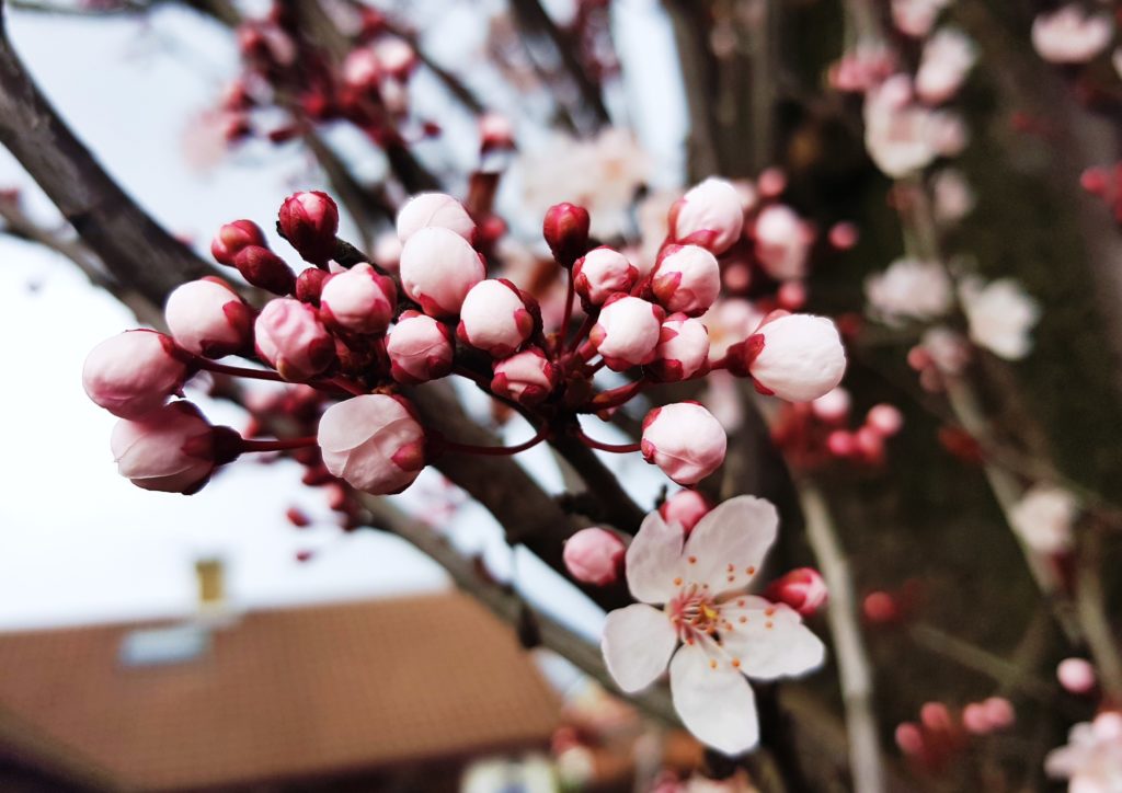 Kirsche, Kirschen, Kirschbaum, Prunus, Kirschbäume, Kirschblüte, Sakura