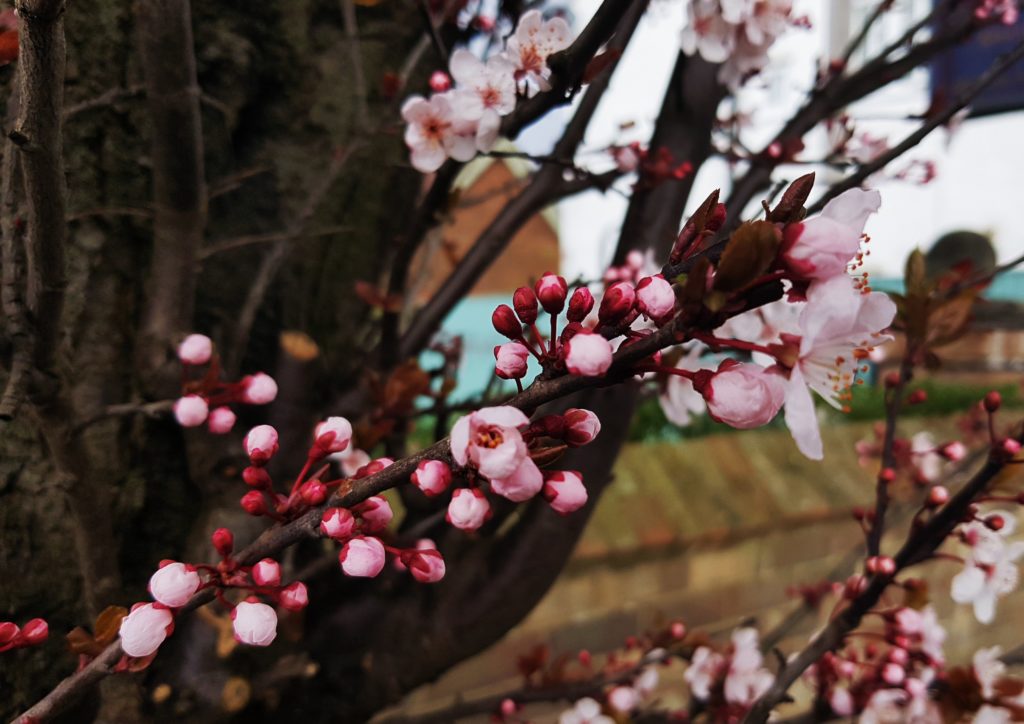 Kirsche, Kirschen, Kirschbaum, Prunus, Kirschbäume, Kirschblüte, Sakura