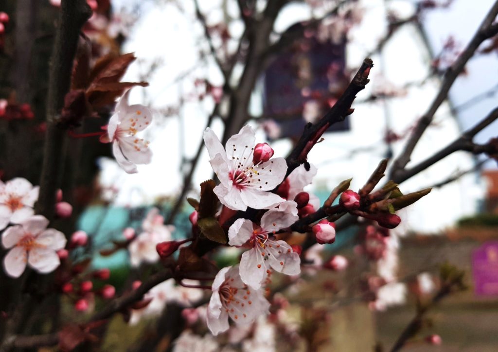 Kirsche, Kirschen, Kirschbaum, Prunus, Kirschbäume, Kirschblüte, Sakura