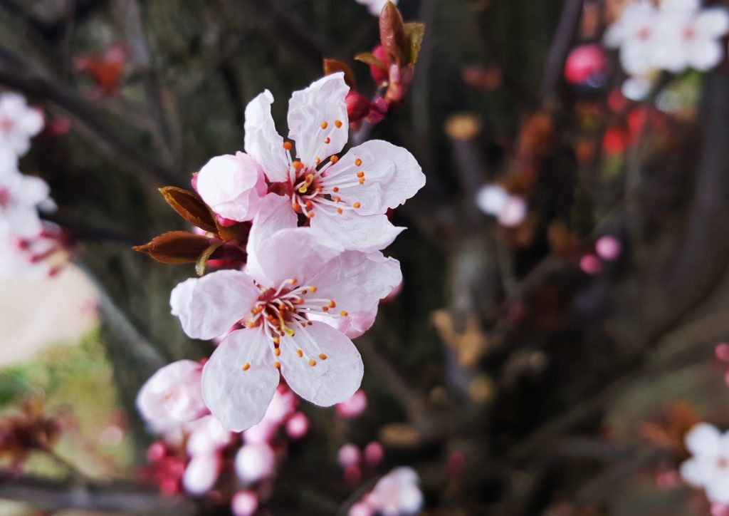 Kirsche, Kirschen, Kirschbaum, Prunus, Kirschbäume, Kirschblüte, Sakura