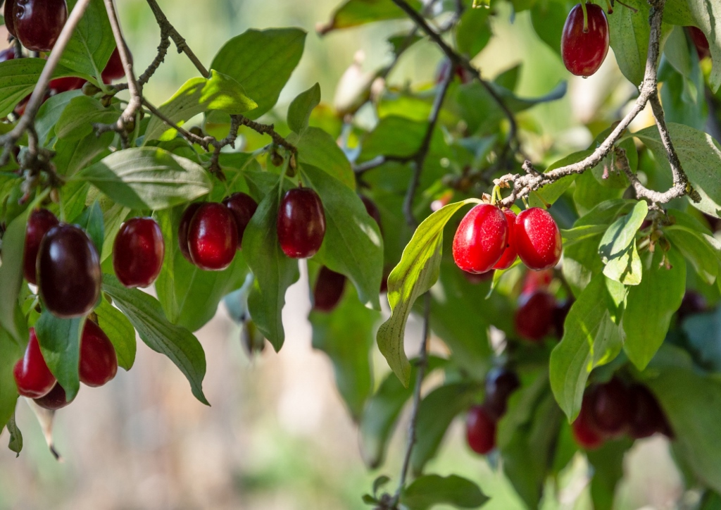 Hartriegel, Kornelkirsche, Cornus, Cornus mas