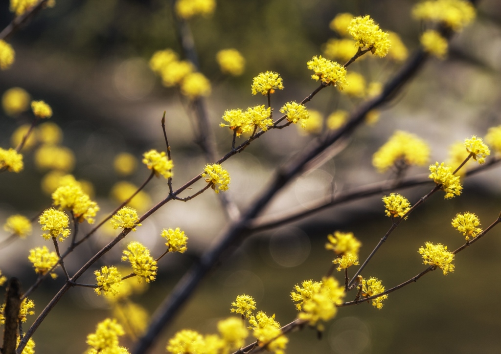 Hartriegel, Kornelkirsche, Asiatische Kornelkirsche, Cornus officinalis