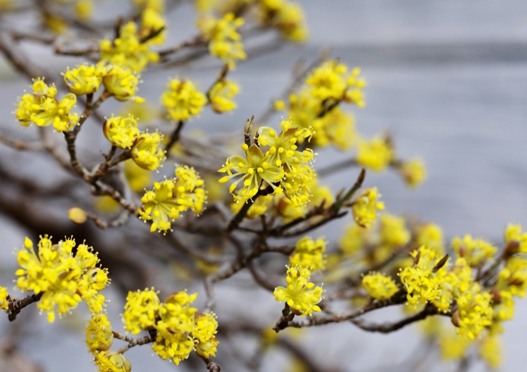 Kornelkirsche, Cornus mas, Frühblüher