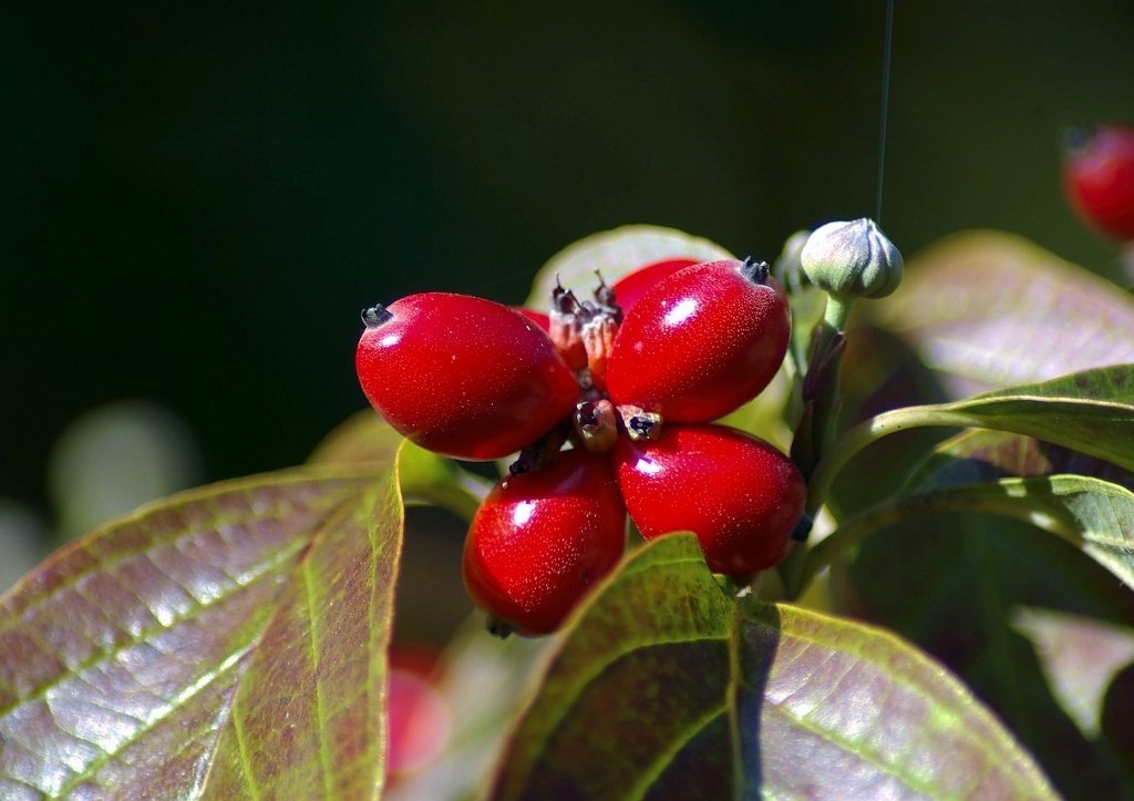 Kornelkirsche, Cornus mas