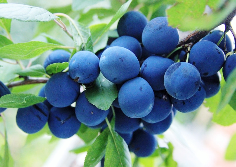 Schlehe, Schlehendorn, Schwarzdorn, Schlehen Prunus, Prunus spinosa