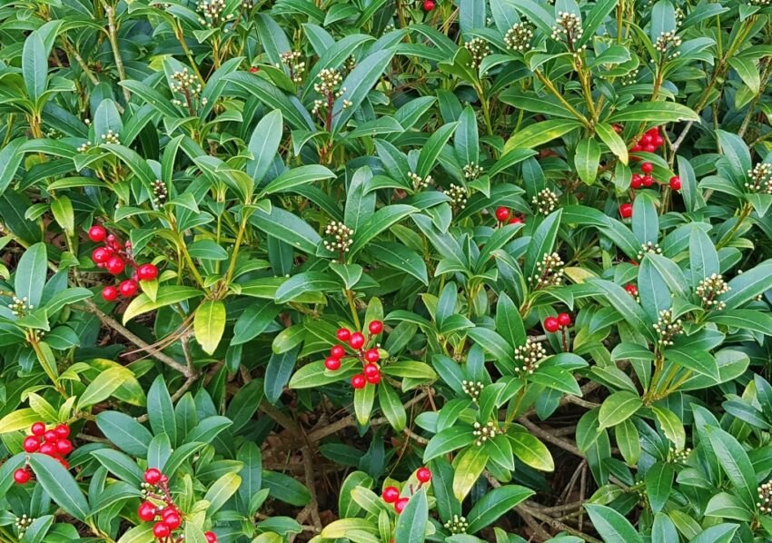Skimmie, Skimmia, Japanische Skimmie, Skimmia japonica