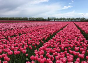 Tulpe, Tulpen, Tulipa, Frühlingsblume, Frühlingsblumen, Tulpenbeet