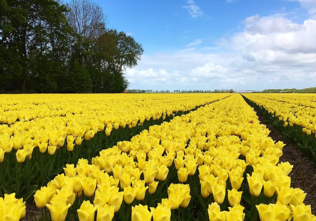 Tulpen, Tulpe, Tulipa, Tulpenfeld, Holländische Tulpen, Frühlingsblume, Frühlingsblumen