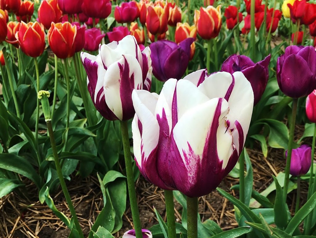 Tulpe, Tulpen, Tulipa, Frühlingsblume, Frühlingsblumen