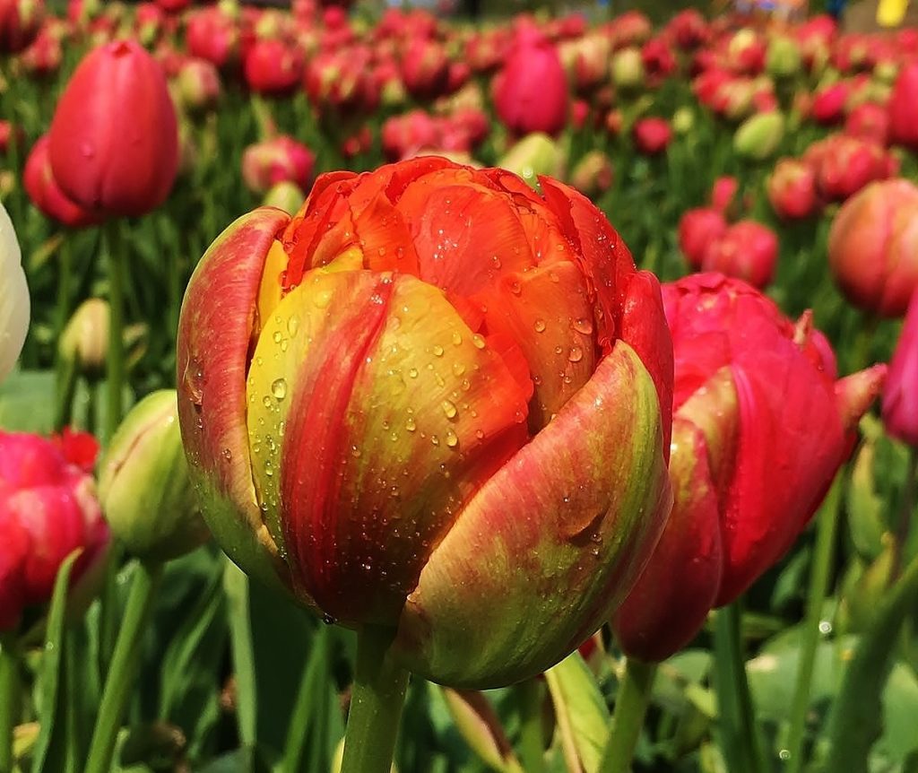 Tulpe, Tulpen, Tulipa, Frühlingsblume, Frühlingsblumen