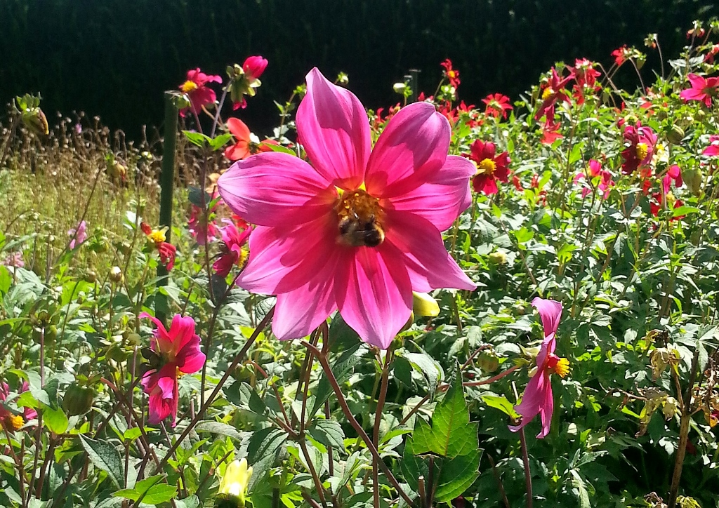 Dahlie, Dahlien, Dahlia, Anemonenblütige Dahlie