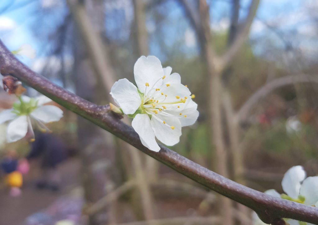 Apfelblüte, Apfel, Äfpel, Apfelbaum, Apfelbäume, Malus, Kulturapfel, Malus domestica