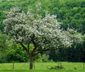 Apfel, Äfpel, Apfelbaum, Apfelbäume, Malus, Kulturapfel, Malus domestica