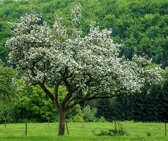 Apfel, Äfpel, Apfelbaum, Apfelbäume, Malus, Kulturapfel, Malus domestica