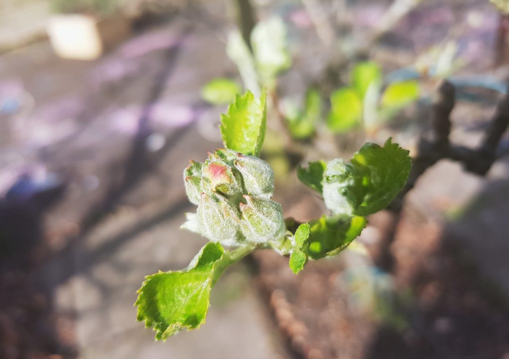 Apfel, Äfpel, Apfelbaum, Apfelbäume, Malus, Kulturapfel, Malus domestica, Fruchtbildung
