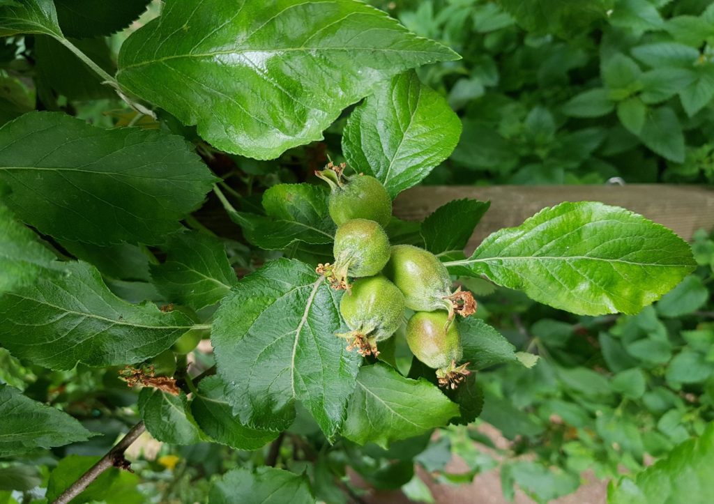 Apfel, Äfpel, Apfelbaum, Apfelbäume, Malus, Kulturapfel, Malus domestica, Apfelfruch, Apfelfrüchte