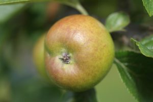 Apfel, Äfpel, Apfelbaum, Apfelbäume, Malus, Kulturapfel, Malus domestica