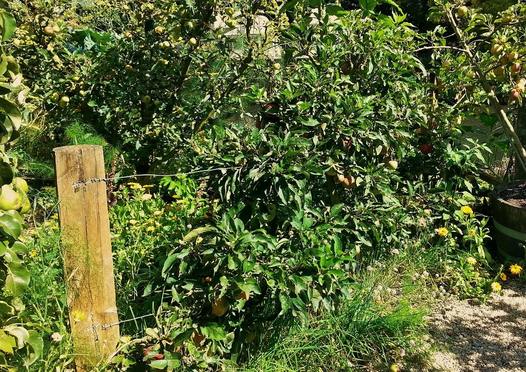 Apfelhecke, Apfel im Garten, Apfel, Äfpel, Apfelbaum, Apfelbäume, Malus, Kulturapfel, Malus domestica