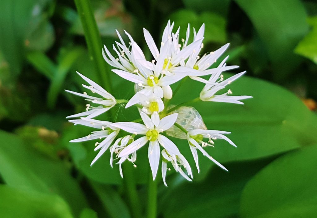 Bärlauch, Allium ursinum