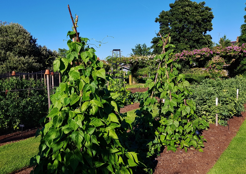 Bohnen, Bohne, Gartenbohne, Gartenbohnen, Bohnenranke, Phaseolus vulgaris