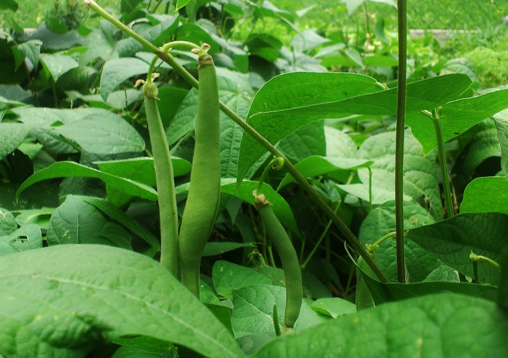 Bohne, Bohnen, grüne Bohnen, Gartenbohne, Gartenbohnen, Bohnenranke, Bohnenranken, Buschbohne, Buschbohnen, Phaseolus vulgaris