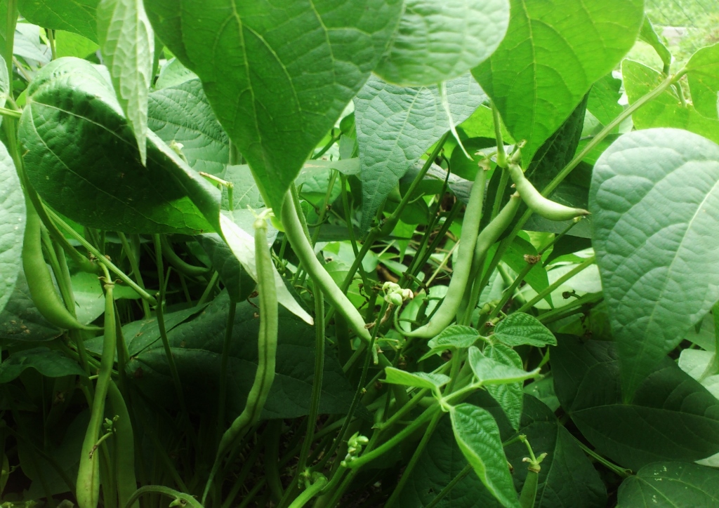 Hülsenfrüchtler, Fabaceae, Hülsenfrüchte, Leguminosen, Bohne, Bohnen, grüne Bohnen, Gartenbohne, Gartenbohnen, Bohnenranke, Bohnenranken, Buschbohne, Buschbohnen, Phaseolus vulgaris