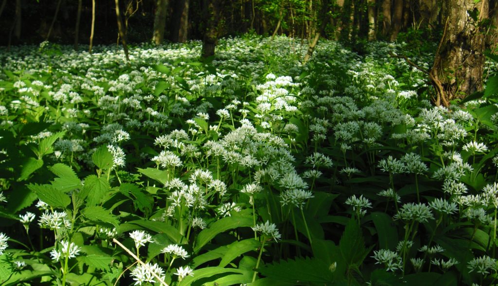 Bärlauch, Allium ursinum