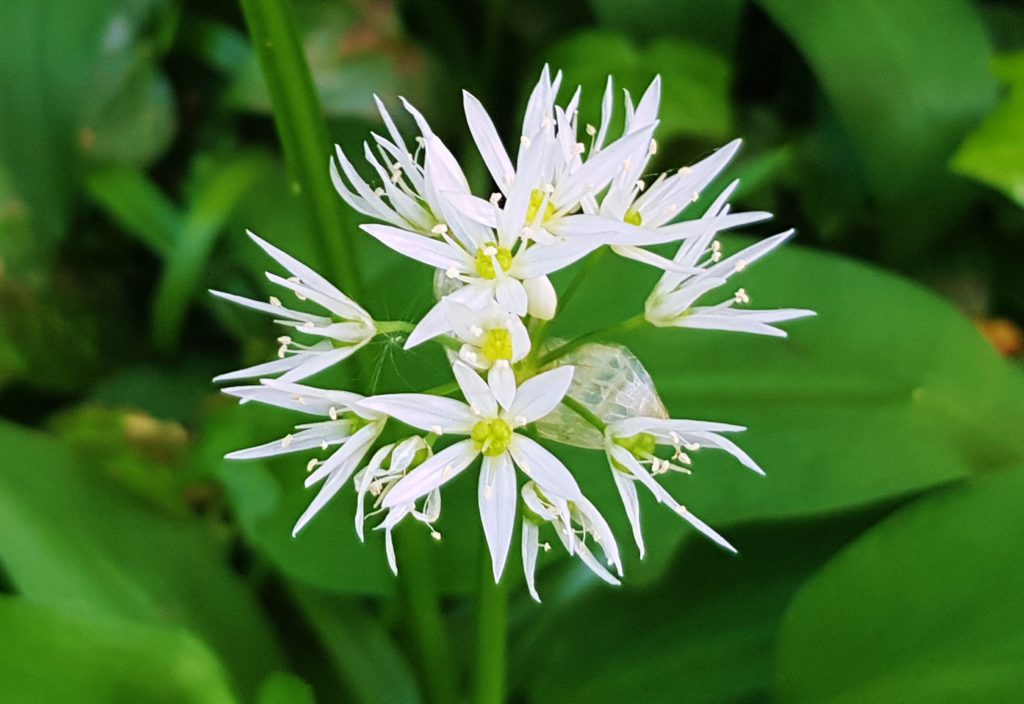 Bärlauch, Allium ursinum