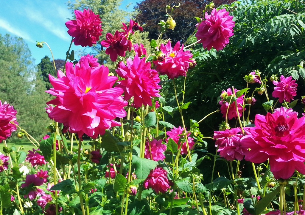 Dahlie, Dahlien, Dahlia, Rosa Dahlie, Dahlien im Garten