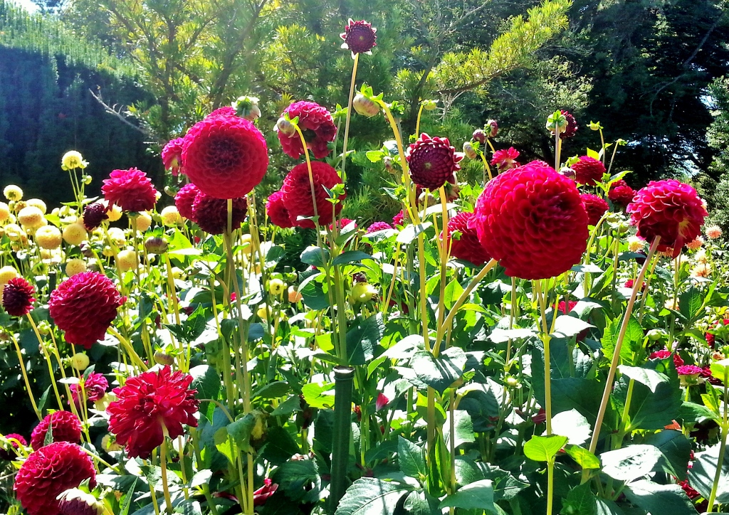 Dahlie, Dahlien, Dahlia, Rote Dahlie