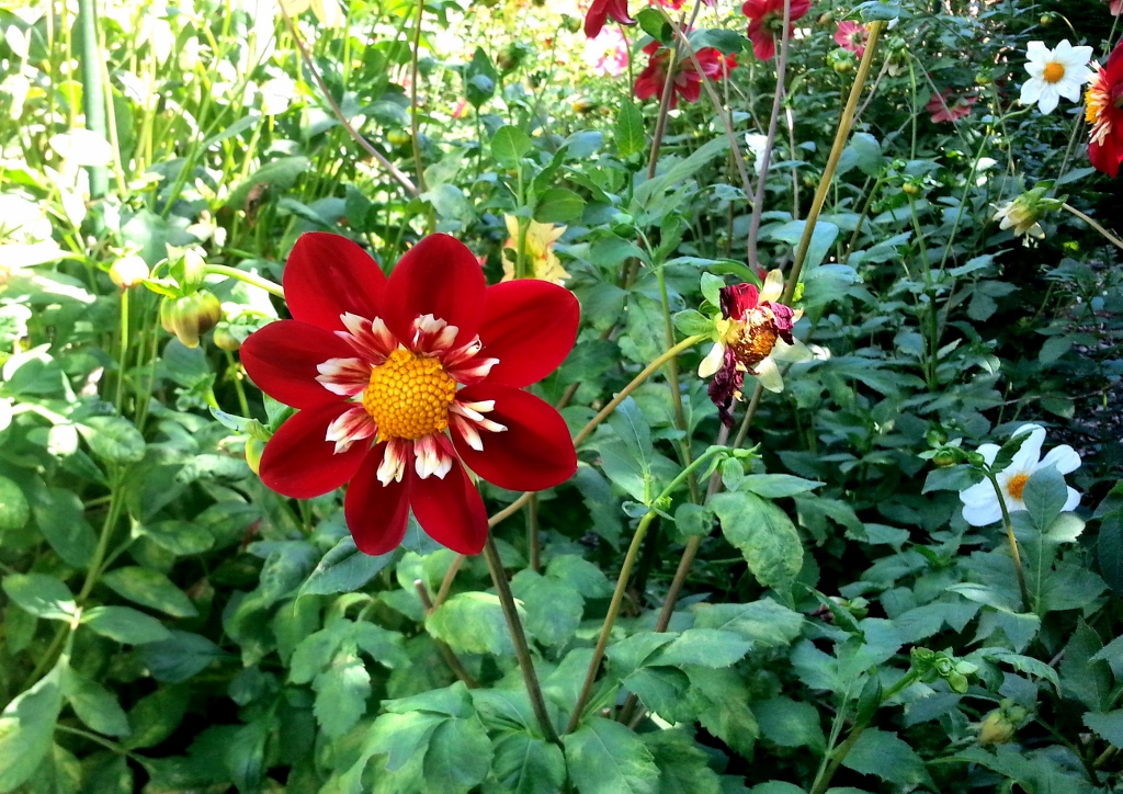 Dahlie, Dahlien, Dahlia, ungefüllte Dahlie, Eos