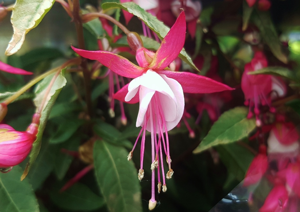 Fuchsie pflanzen, Fuchsie, Fuchsien, Fuchsia, Göteborg, Sorte