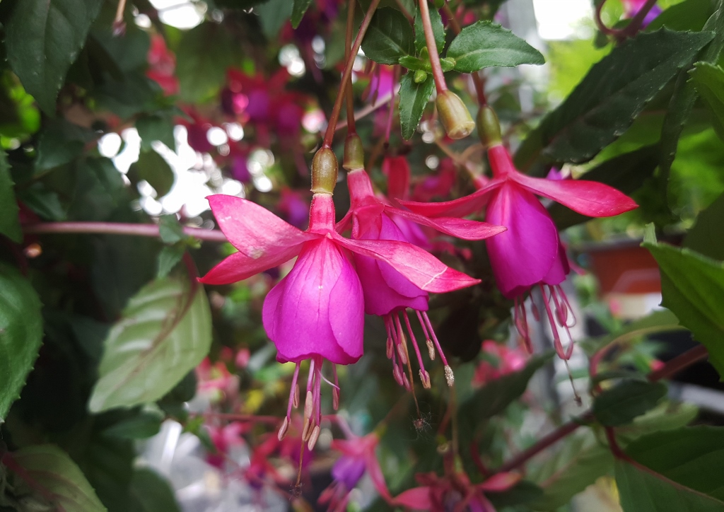 Fuchsie, Fuchsien, Fuchsia, Pumila, Sorten