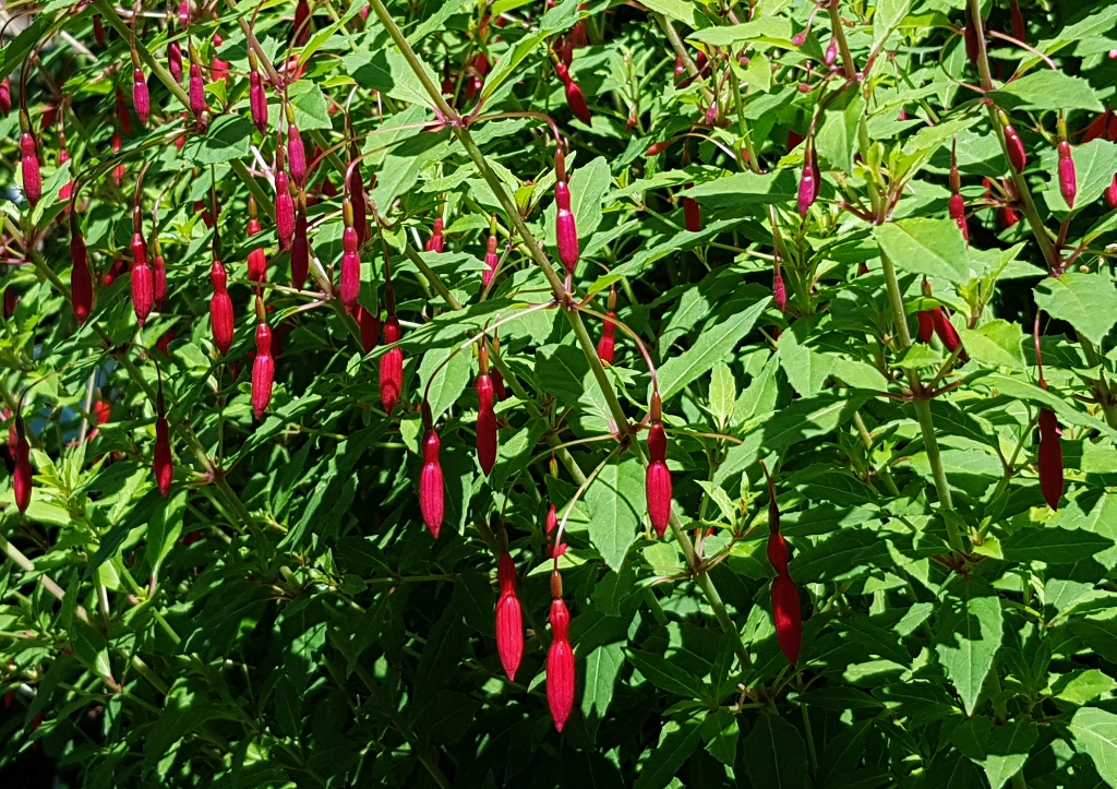 Fuchsie, Fuchsien, Fuchsia, Scharlach-Fuchsie, Fuchsia magellanica