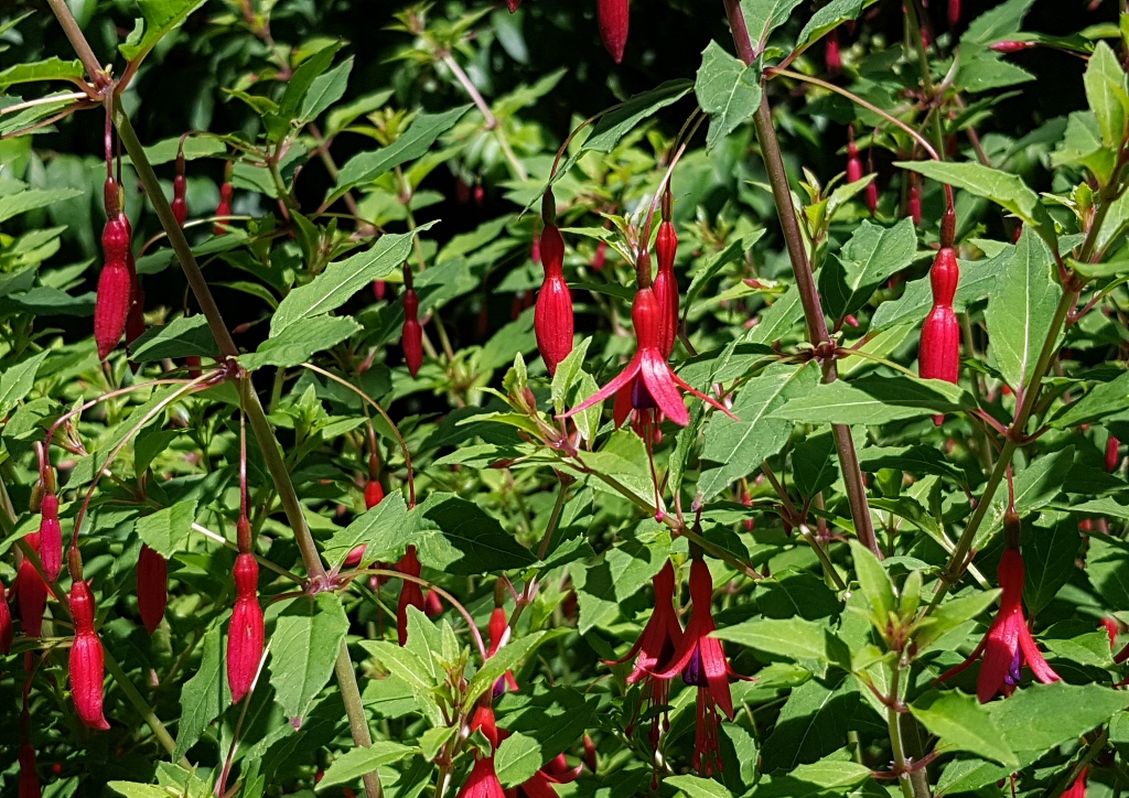 Fuchsie, Fuchsien, Fuchsia, Scharlach-Fuchsie, Fuchsia magellanica